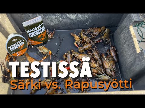 Video TESTISSÄ särki vs. rapusyötti | Helpompaa ravustusta - Kalastajan ...
