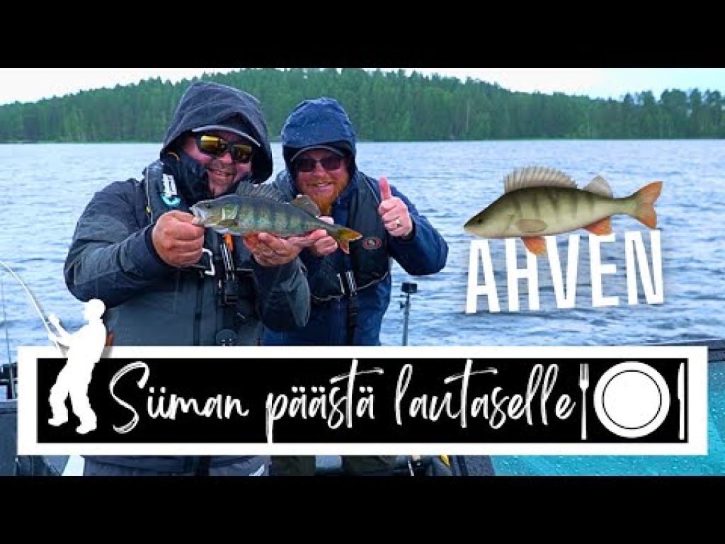 Kalastetaan AHVENTA ruoaksi | Siiman päästä lautaselle