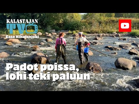 Lohi on palannut Hiitolanjoelle | Kalastajan TV