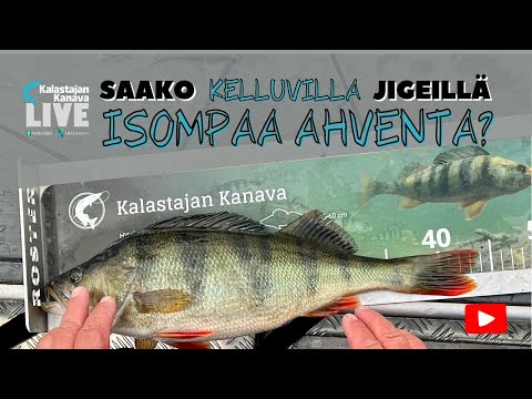 Saako kelluvilla jigeillä isompaa ahventa? | Kalastajan Kanavan LivE