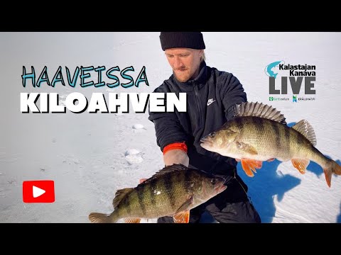 Haaveissa kiloahven pilkillä? | Kalastajan Kanavan LivE