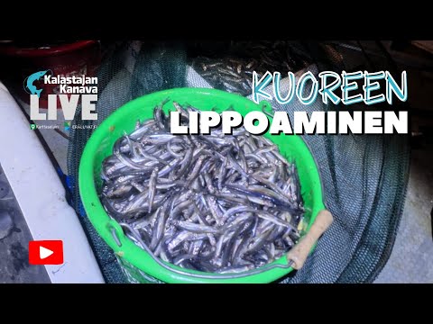 Kuoreen lippoaminen | Kalastajan Kanavan LivE
