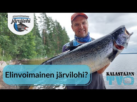 Miten järvilohi voi? | Kalastajan TV