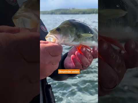 Mitä väliä jigipään koolla? Entä kun käytössä on kelluvat jigit?