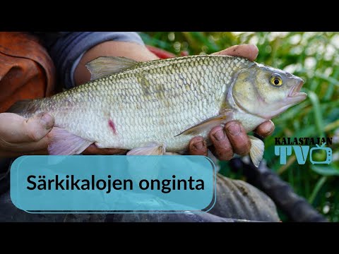 Särkikalojen onginta | Pekka Rintamaan vinkit | Kalastajan TV