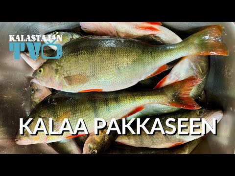 Kalaa pakkaseen | Miten saada kala säilymään?