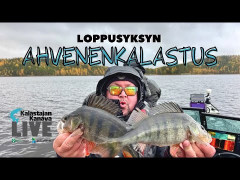 Loppusyksyn ahvenenkalastus | Kalastajan Kanavan Live