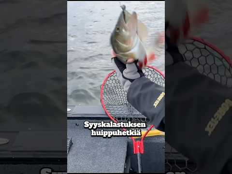 Syyskalastuksen huippuhetkiä! Oletko testannut Rapalan The Jerk -jigiä näin syksyllä? Vielä kerkeää.