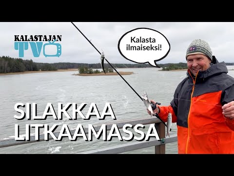 Silakkaa litkaamassa | Kalastajan TV
