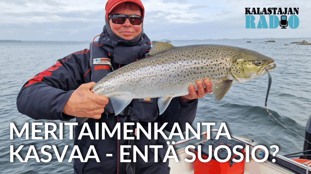 Meritaimenkanta kasvaa - entä suosio?