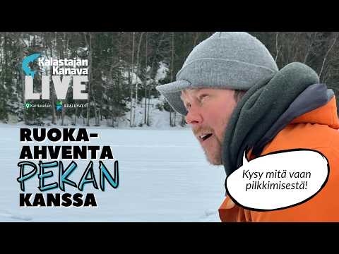 Pilkkimällä ruoka-ahventa Pekan kanssa | Kalastajan Kanavan Live