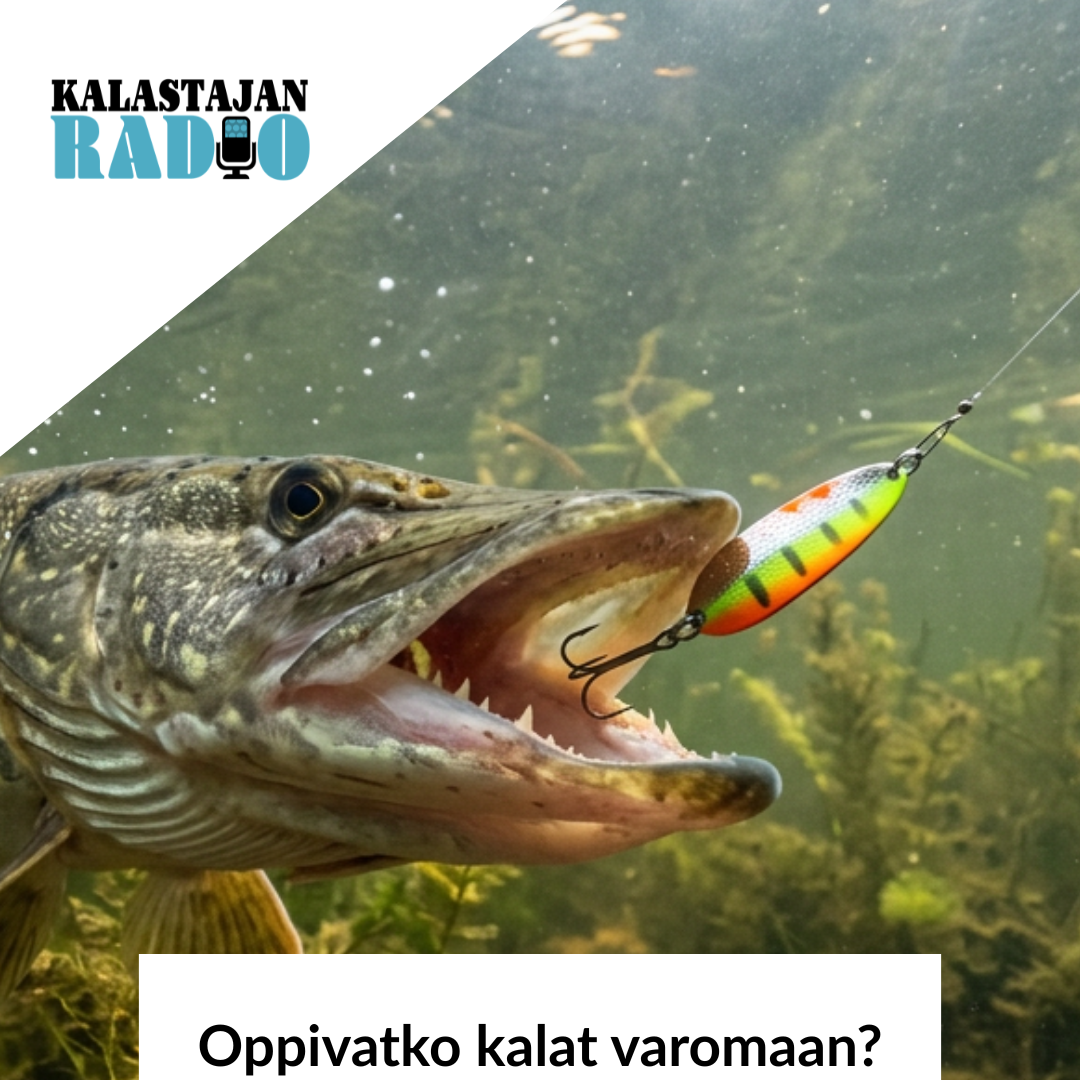 Oppivatko kalat varomaan? episode artwork