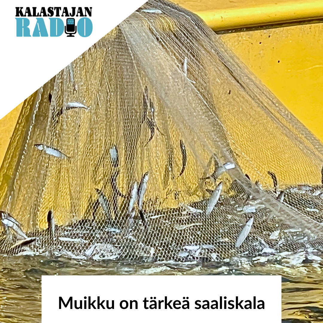 Muikku on tärkeä saaliskala episode artwork