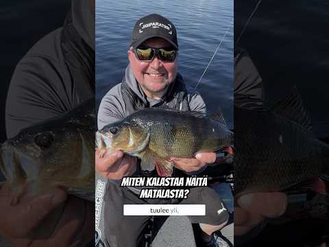 Miten kalastaa ahvenia matalasta?