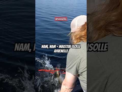 Nam, nam, iso ahven tykkää!